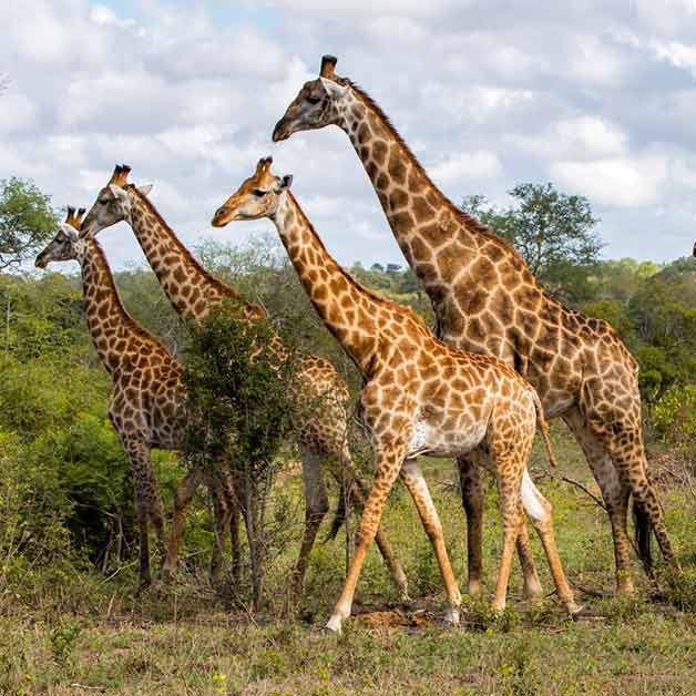 Kruger National Park