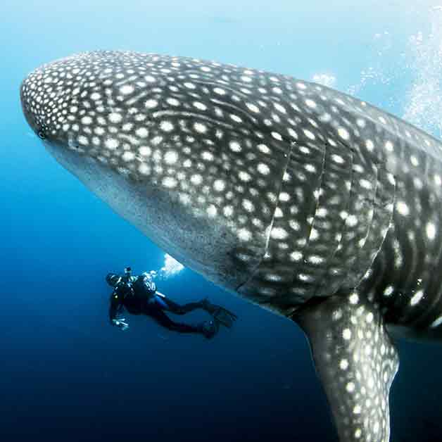 Galápagos Islands, Ecuador